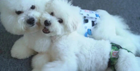 When should you use dog diapers?