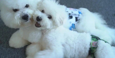 When should you use dog diapers?