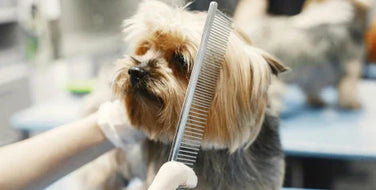 The Vital Tool for Precise Grooming: The Comb