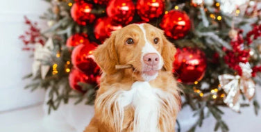 Pet gift ideas you'll love