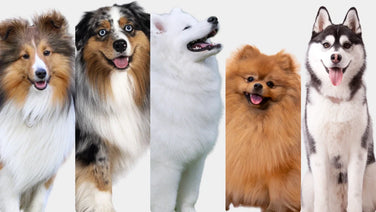 Double coat care and maintenance