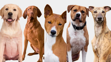 Complete guide to short coat care