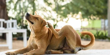 Could your dog have allergies? How to spot them and what to do next