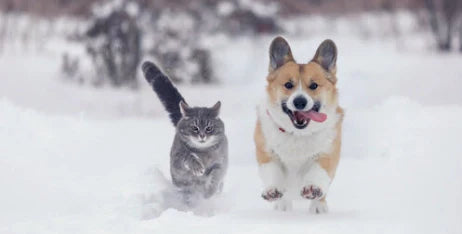 Proper Care of Your Pet During the Cold Season