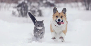 Proper Care of Your Pet During the Cold Season