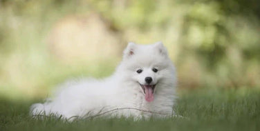 Microzeogen: A Natural Answer for Keeping Your Pet Healthy and Happy