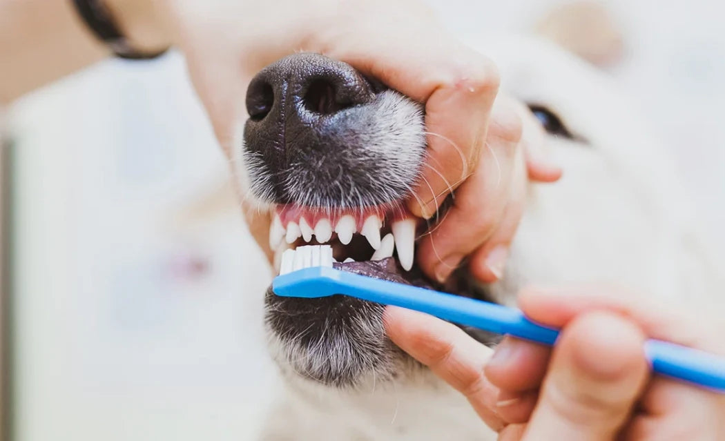 How to care for your dog's teeth?