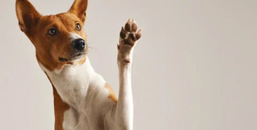 The Truth About Pet Grooming Myths: Debunking Common Misconceptions