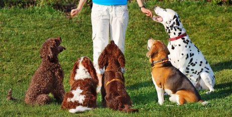 Training Tips for Dogs Building a Strong Bond