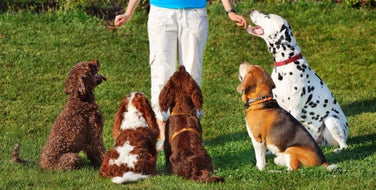 Training Tips for Dogs Building a Strong Bond