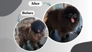 Rough fur and flaky skin: causes and solutions