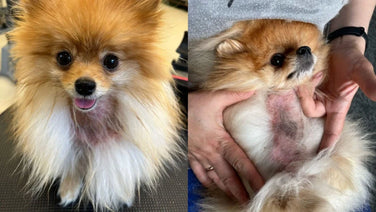 Dogs with Alopecia: Your Care Guide