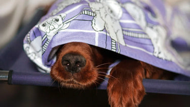 Importance of Drying Your Pet's Coat After Bathing
