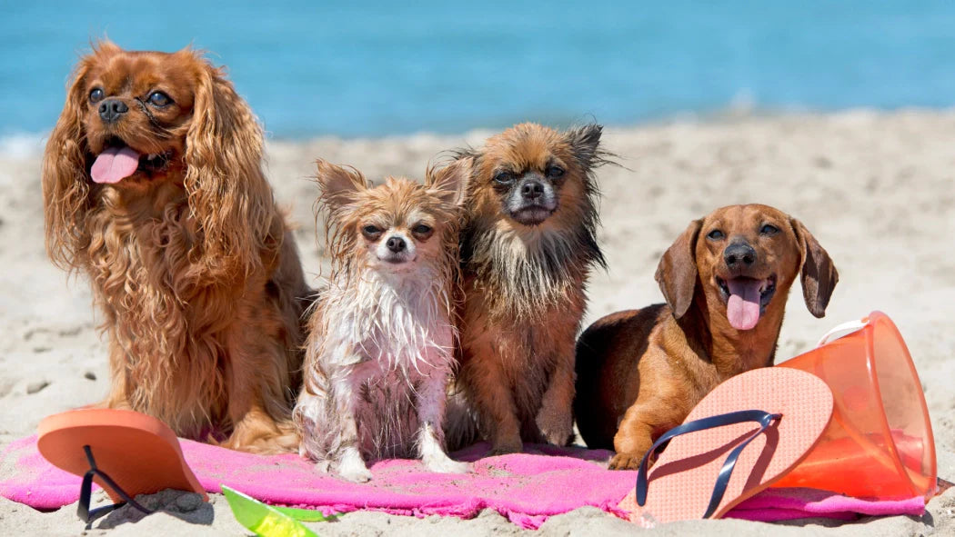 How to Treat a Sun-Damaged Coat for Your Pet?