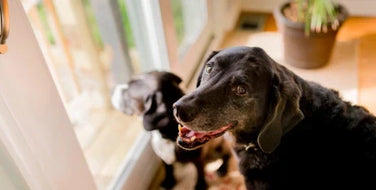 Senior Pet Nutrition: Adapting Diets for Aging Dogs and Cats