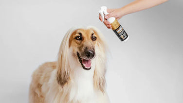 How to Deal with Mats and Tangles in Your Pet's Fur