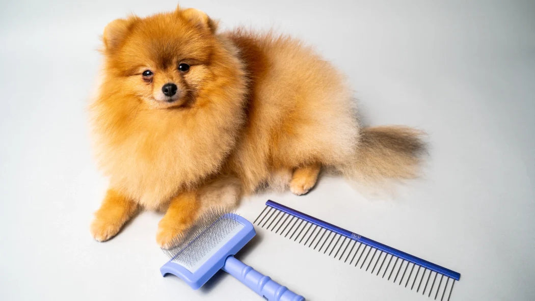 4 Reasons why you should help your dog change their coat and how to do it?