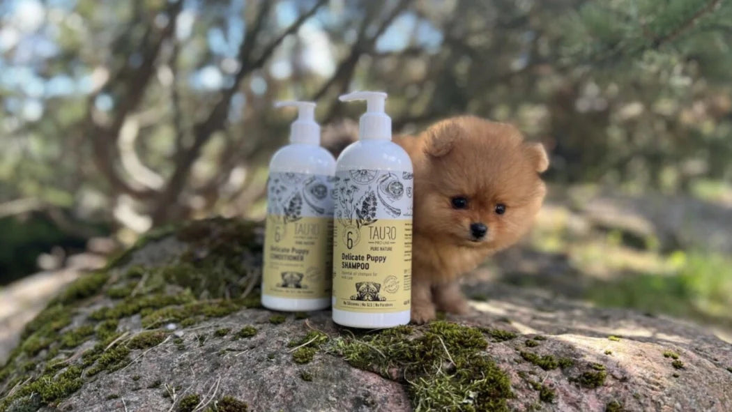 Harnessing Nature's Power: The Importance of Essential Oils in Pet Skin and Coat Care