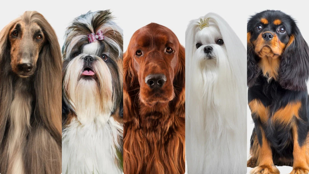 Complete guide to long coat care