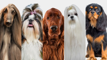 Complete guide to long coat care