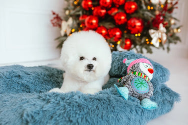 Gift guide for your pet