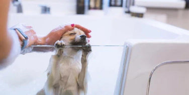 Dog Hair Loss: Causes, Prevention, and Treatment