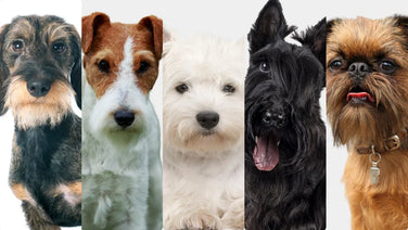 Wire coat care guide