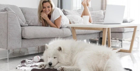 How to Keep Your Home Clean When You Have a Pet