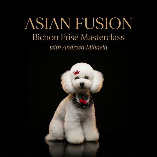 Asian Fusion Trim — Bichon Frisé Masterclass with Andreea Mihaela