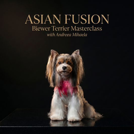 Asian Fusion Trim — Biewer Terrier Masterclass with Andreea Mihaela