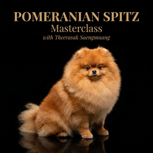 Masterclass de toilettage de Poméranie avec Theerasak Saengmuang