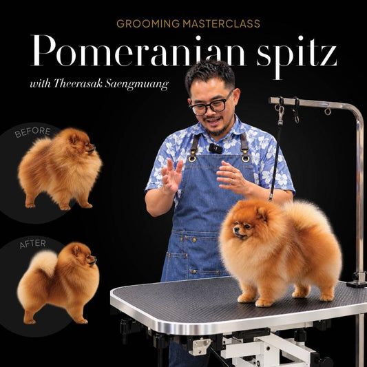 Pomeranian Grooming Masterclass with Theerasak Saengmuang