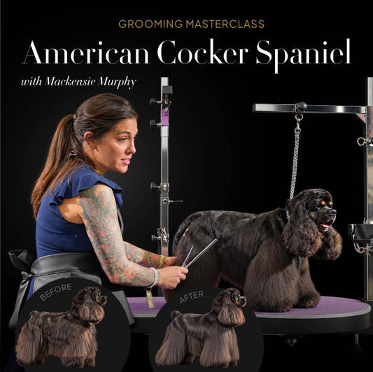 American Cocker Spaniel Masterclass with Mackensie Murphy