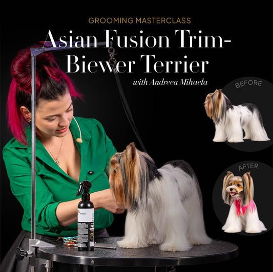 Asian Fusion — Biewer Terrier Masterclass with Andreea Mihaela