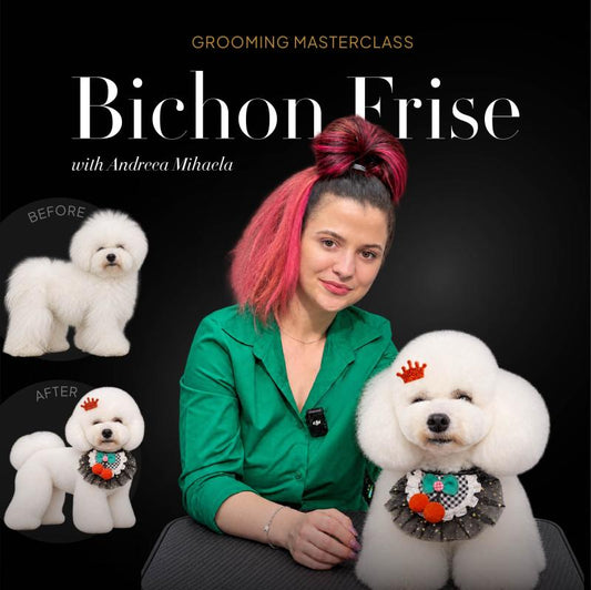 Asian Fusion — Bichon Frisé Masterclass with Andreea Mihaela